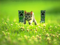 Creepers chasing kitten