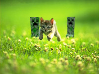 Every time you mine a block, the creepers kill a kitten. Please, think of the kittens. Creepers chasing kitten
